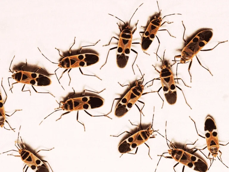 bed bugs