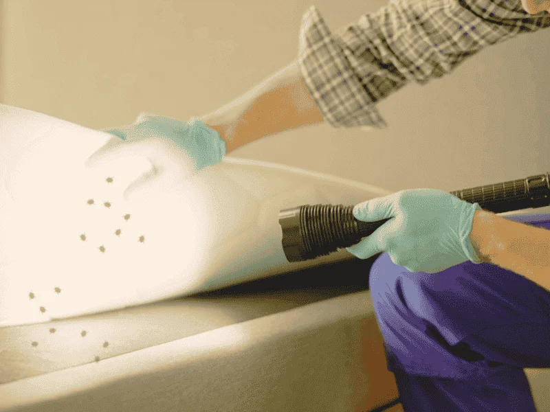 bed bugs inspection