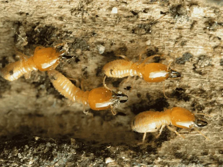termites